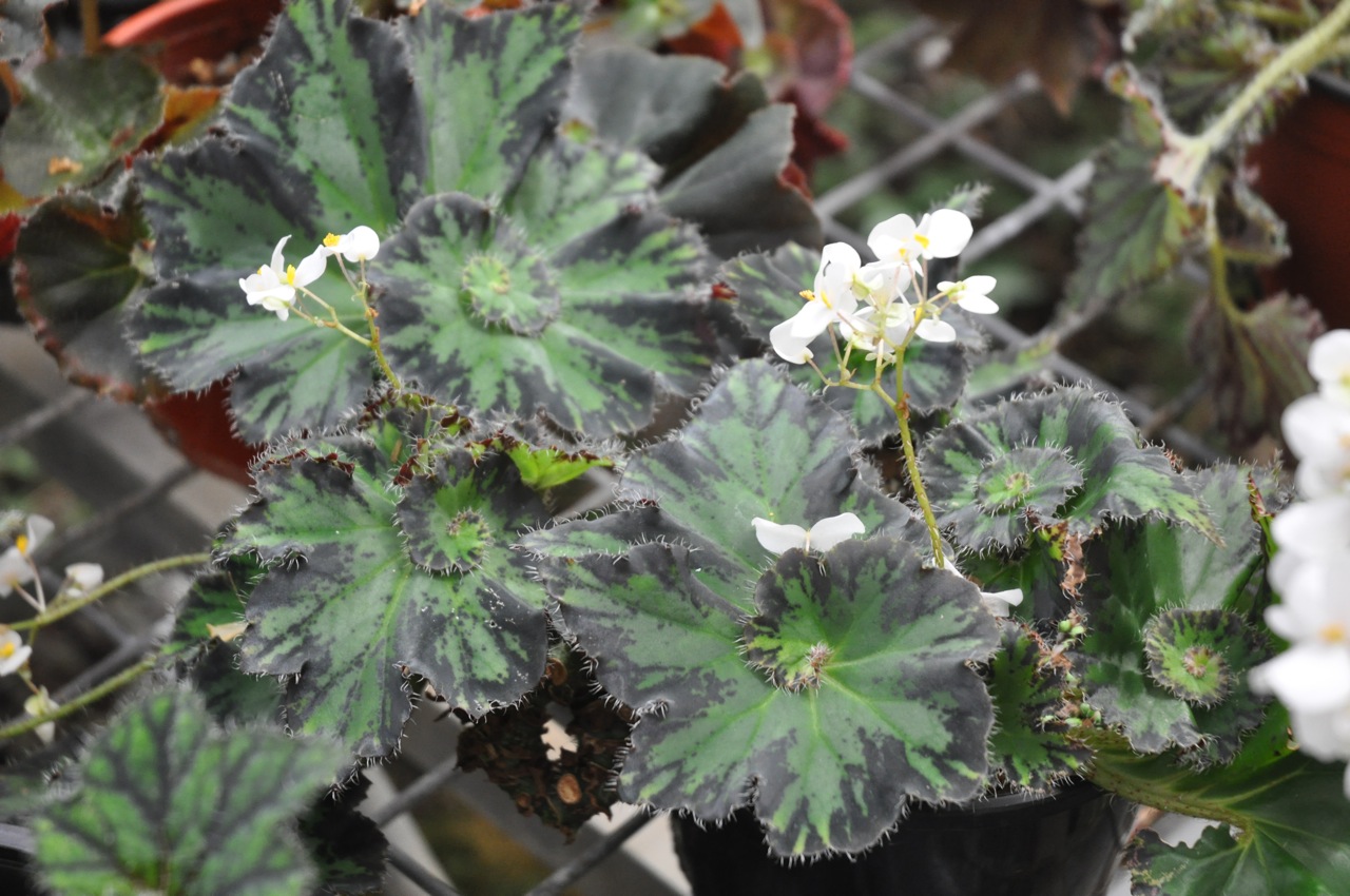 B. ‘Tricia Marriott’